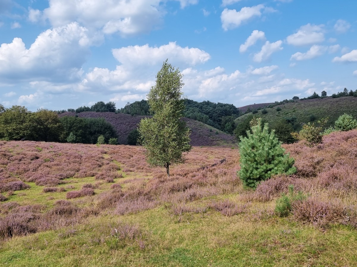 Veluwezoom: Rondje over de Posbank|&nbsp;6.2km