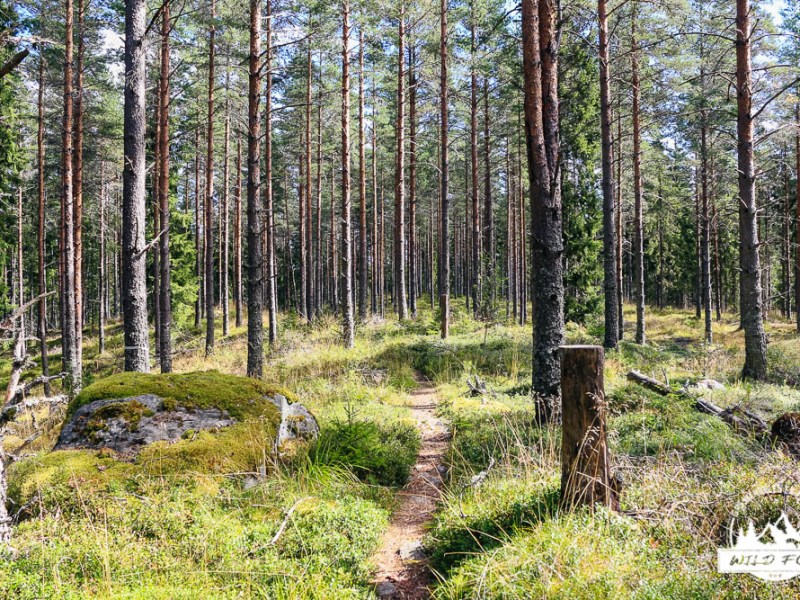 Glaskogen natuurreservaat: Stora Gla |&nbsp;12,5km