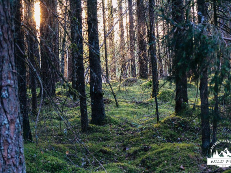 Torhult: Wild spotten |&nbsp;5km