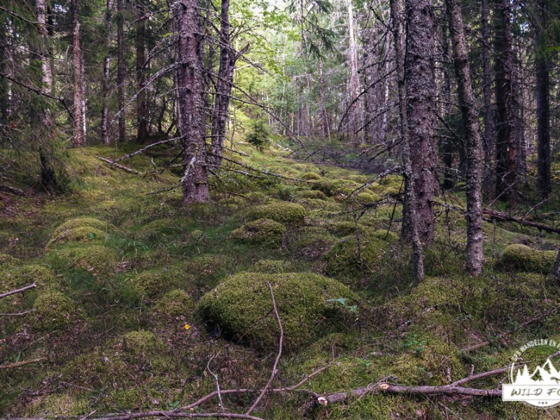 Sundsbergleden | 6,5&nbsp;km